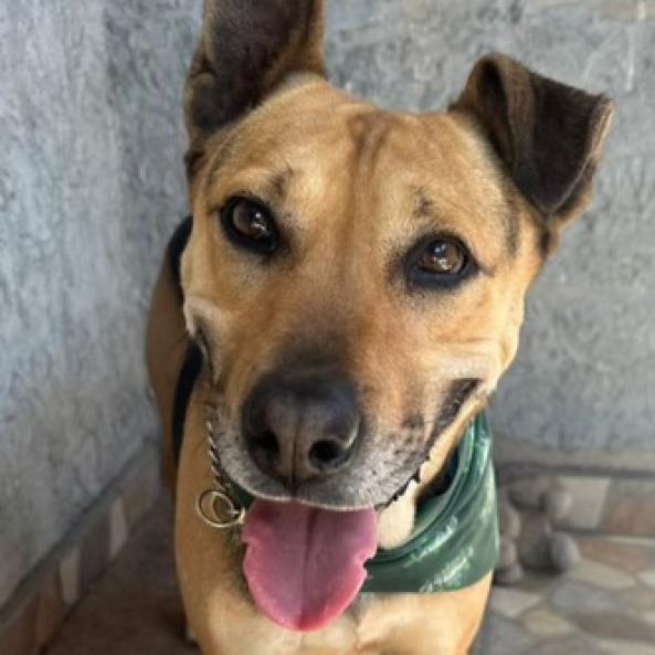 Charo, a Adoptable mixed breed in San Diego, CA image 2/6