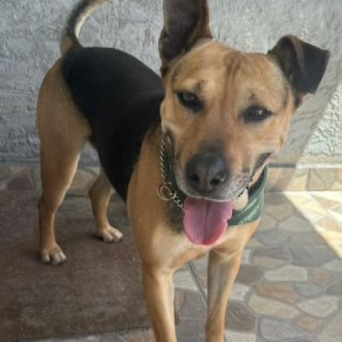 Charo, a Adoptable mixed breed in San Diego, CA image 4/6