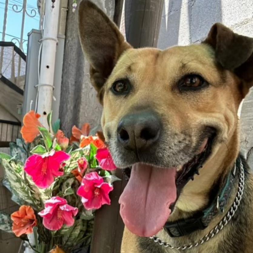 Charo, a Adoptable mixed breed in San Diego, CA image 5/6