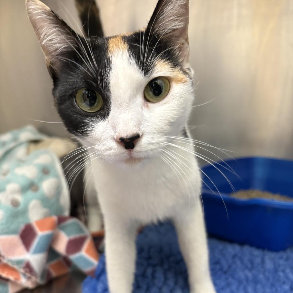 26-327 Moxie, Adoptable, Kitten Female Domestic Short Hair.