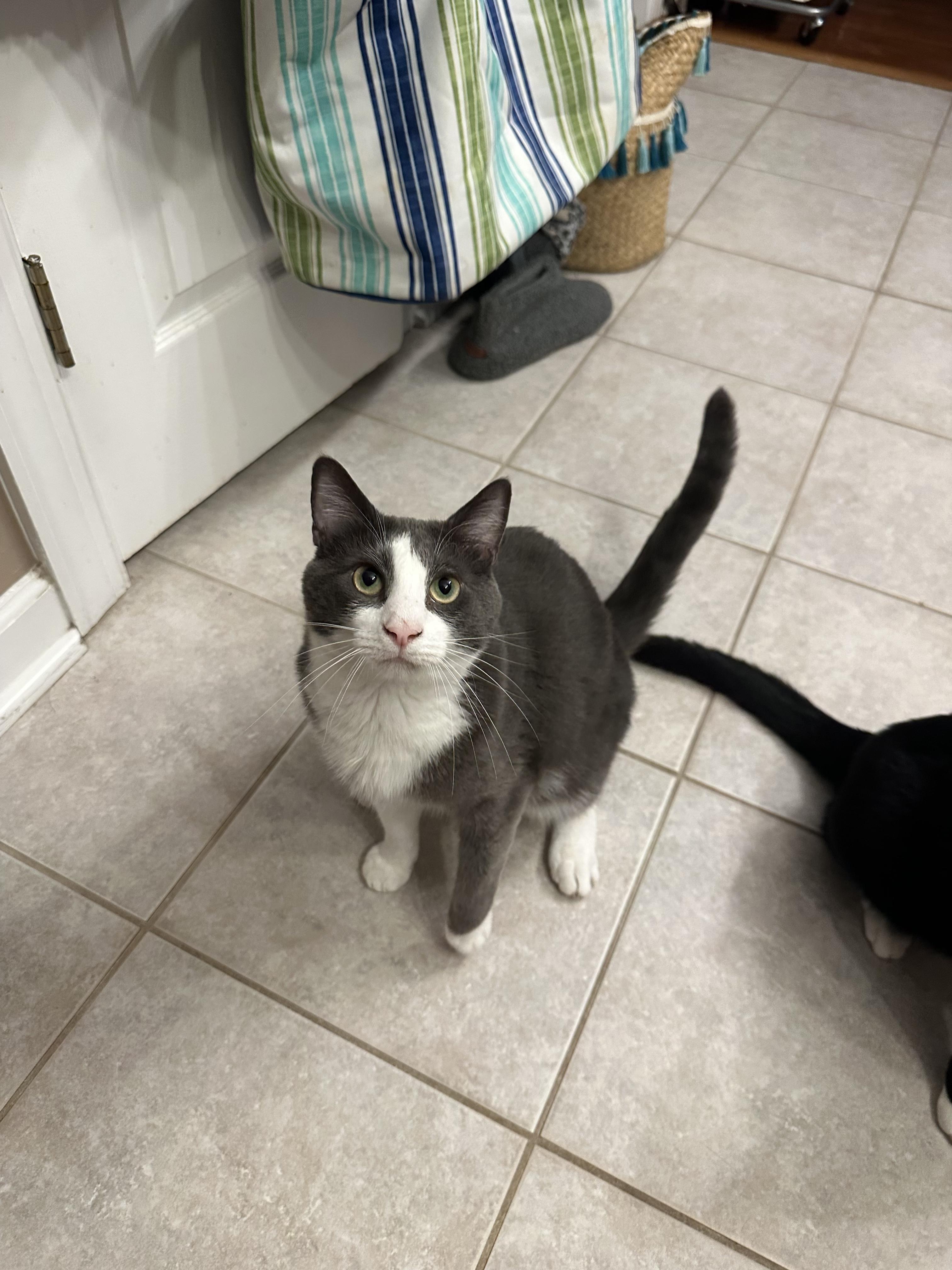 Rosé, a Adoptable Domestic Medium Hair in Mount Pleasant, SC image 1/6