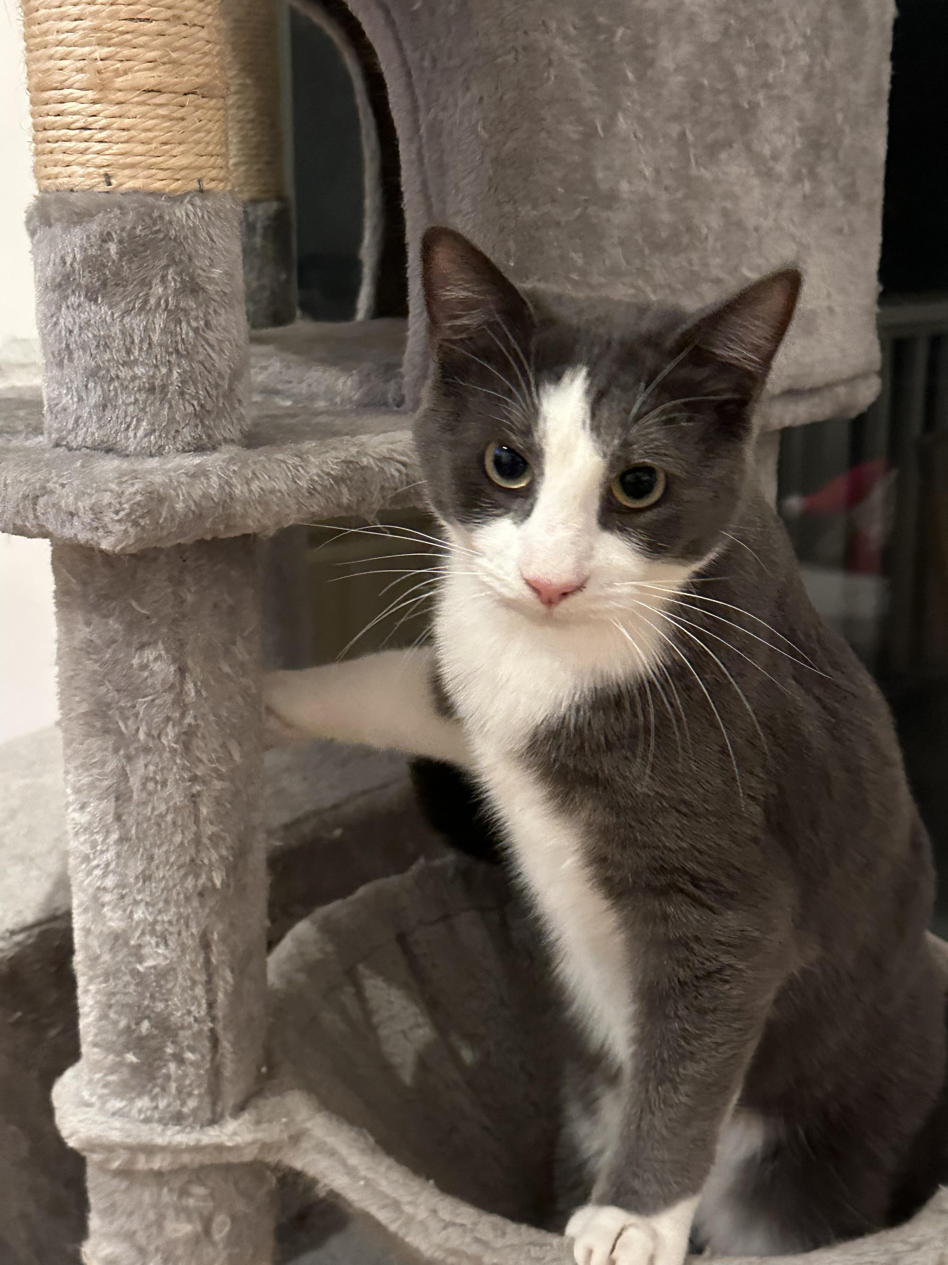 Rosé, a Adoptable Domestic Medium Hair in Mount Pleasant, SC image 2/6