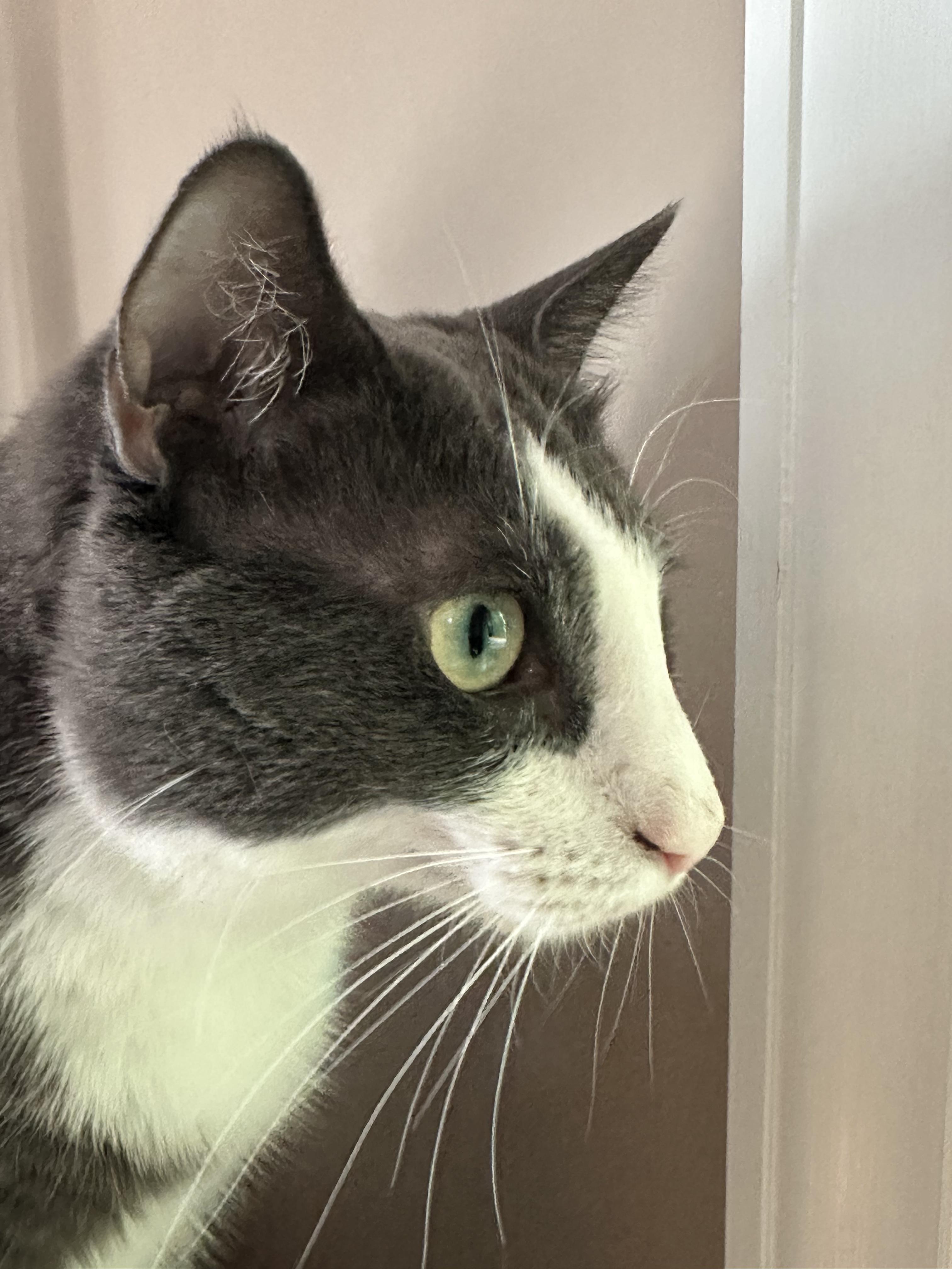 Rosé, a Adoptable Domestic Medium Hair in Mount Pleasant, SC image 3/6