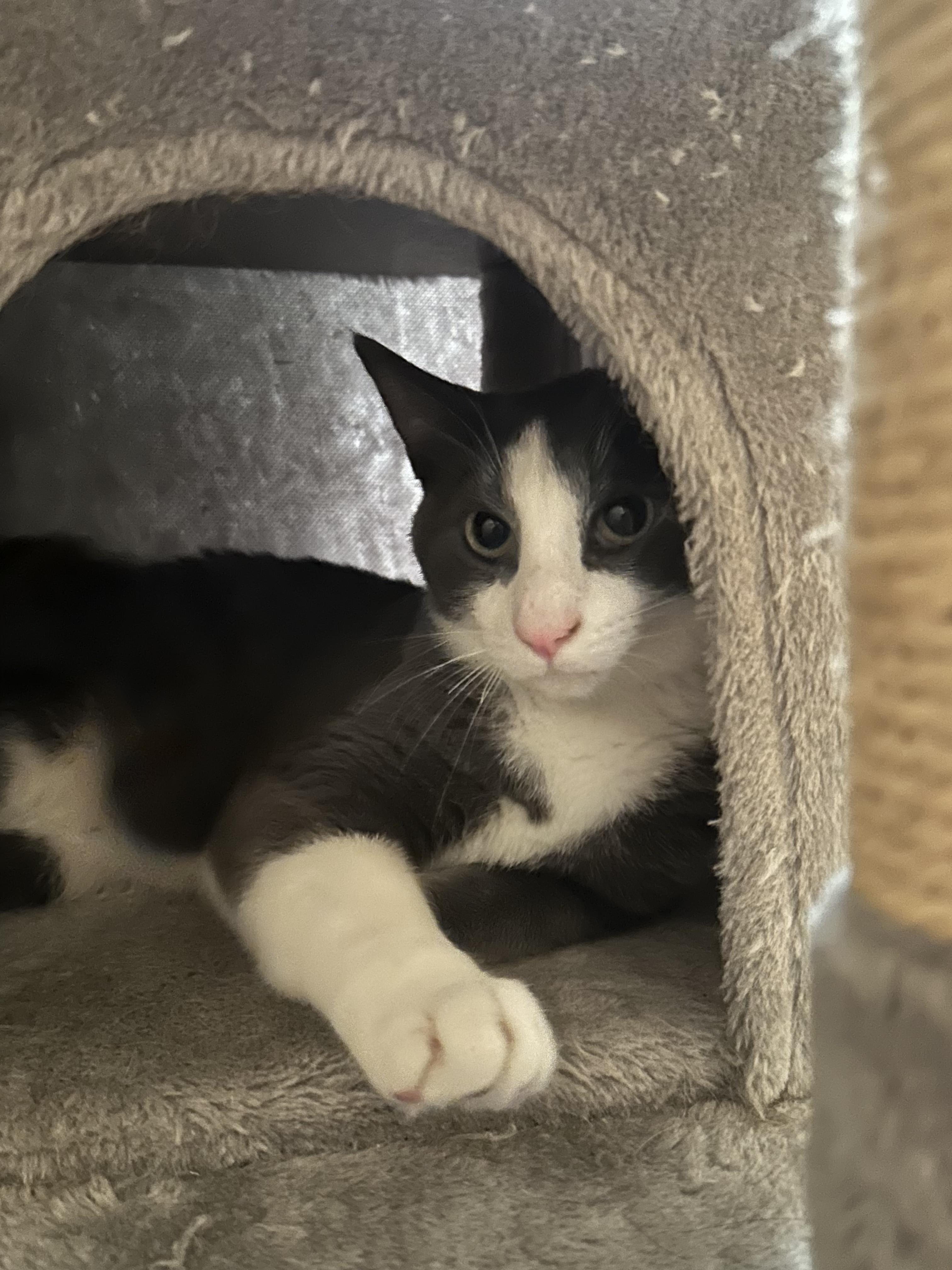 Rosé, a Adoptable Domestic Medium Hair in Mount Pleasant, SC image 6/6