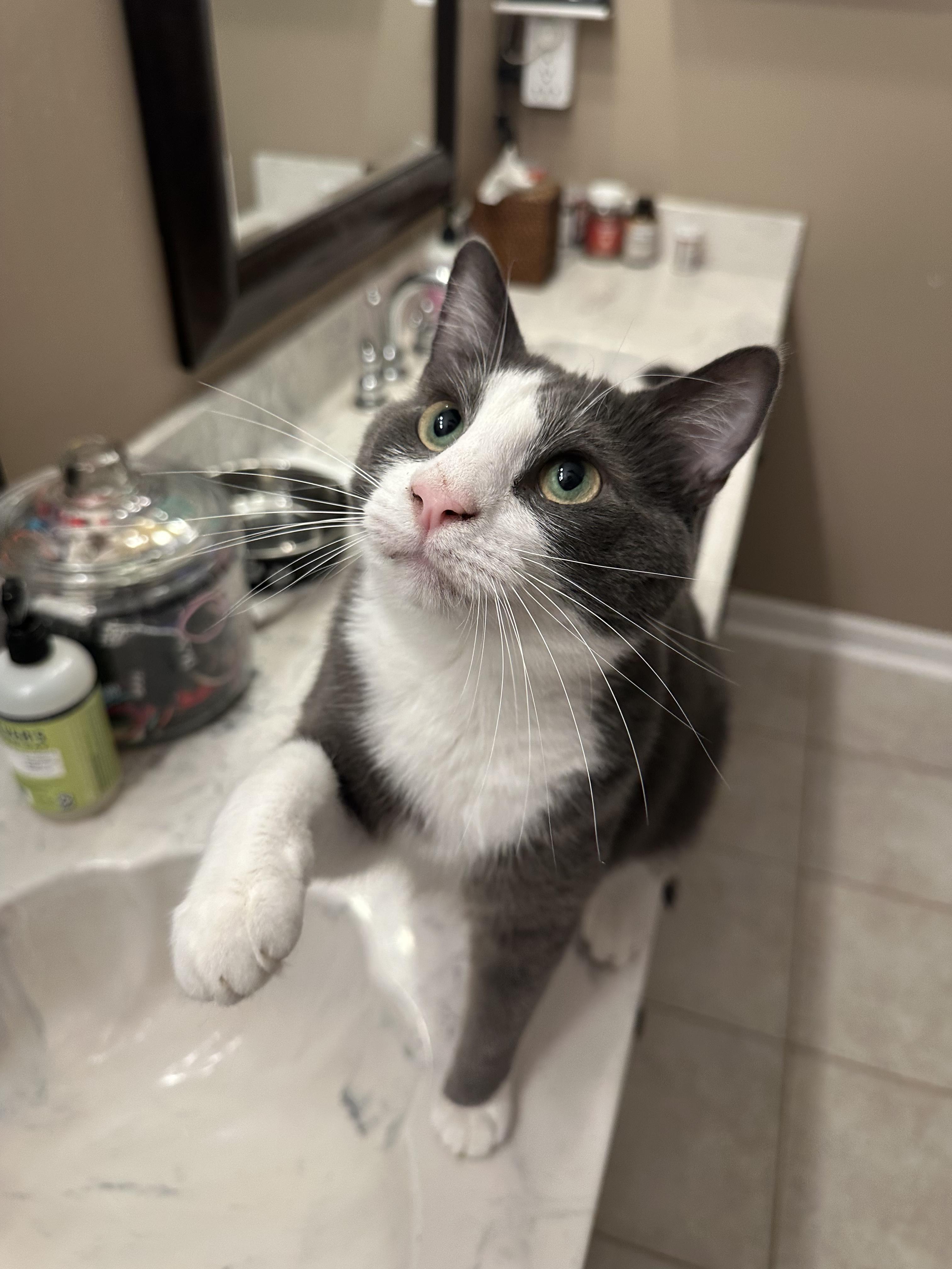 Rosé, a Adoptable Domestic Medium Hair in Mount Pleasant, SC image 4/6