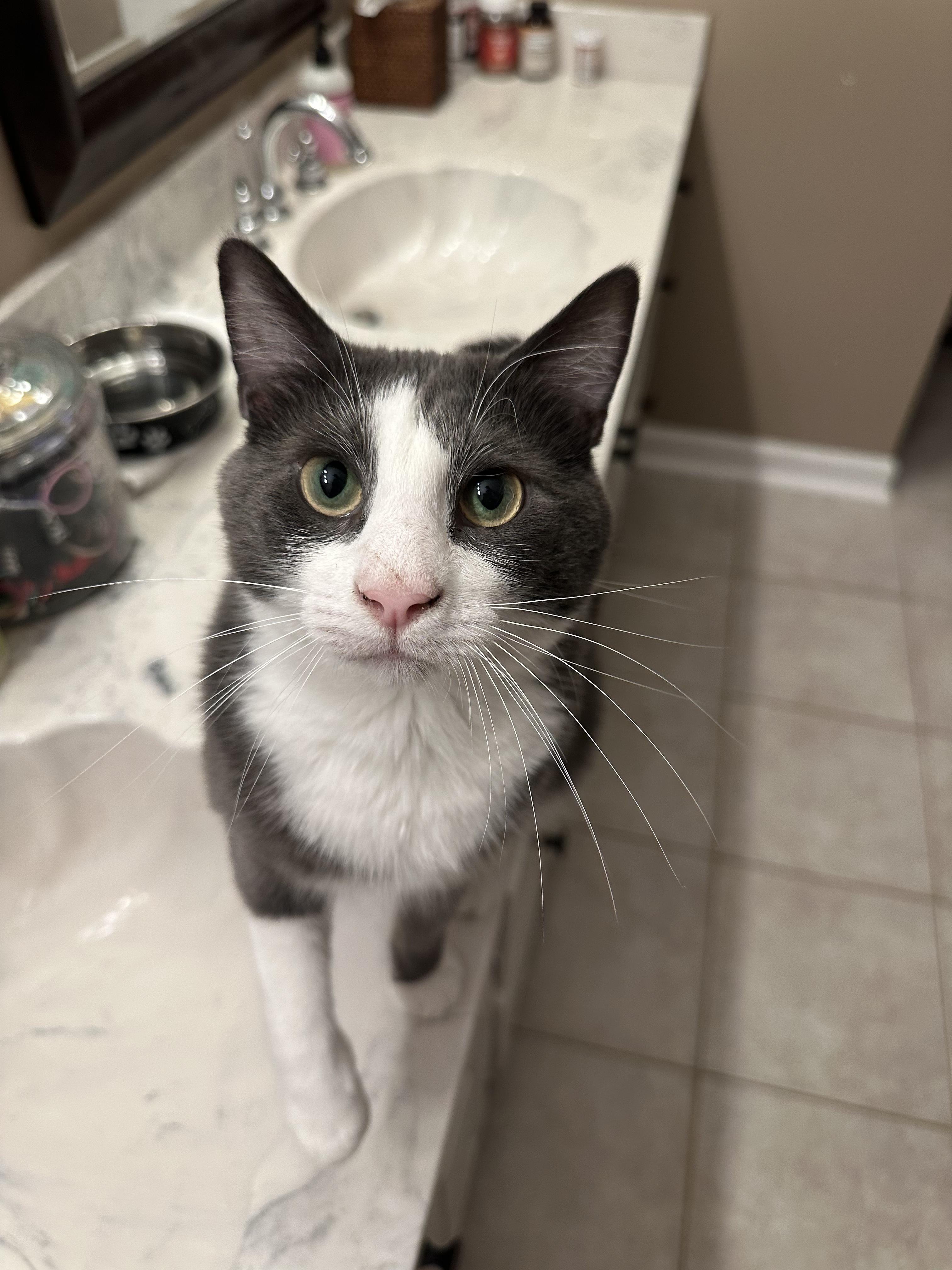 Rosé, a Adoptable Domestic Medium Hair in Mount Pleasant, SC image 5/6