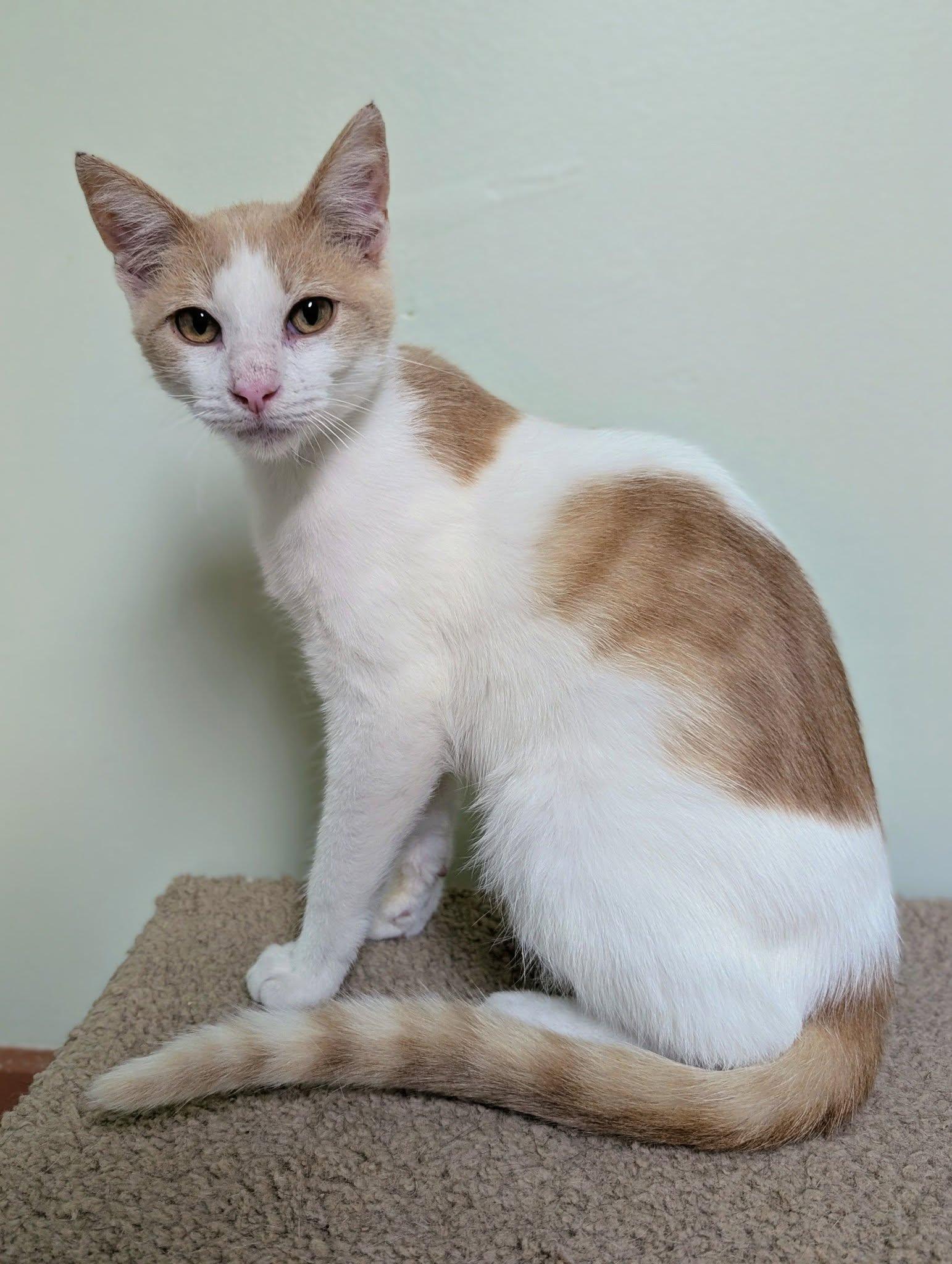 Mel, Adoptable, Young Male Domestic Short Hair.