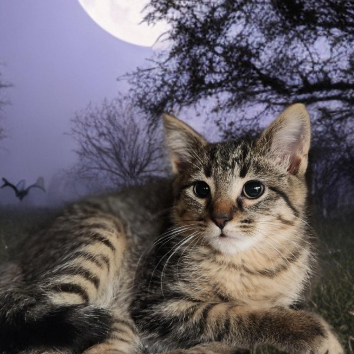 Enlarge Stabby Tabby, a Adoptable Domestic Short Hair in Merrillville, IN image 1/5