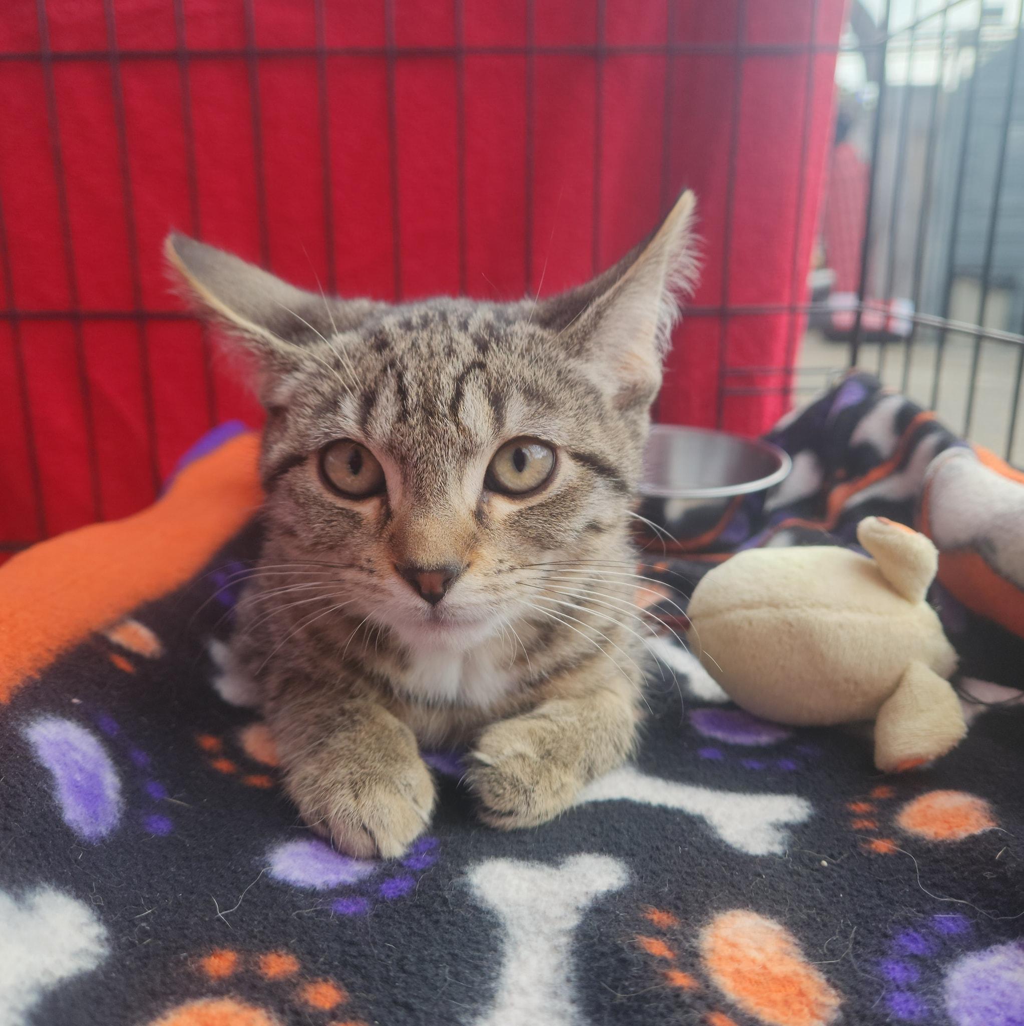 Enlarge Stabby Tabby, a Adoptable Domestic Short Hair in Merrillville, IN image 3/5