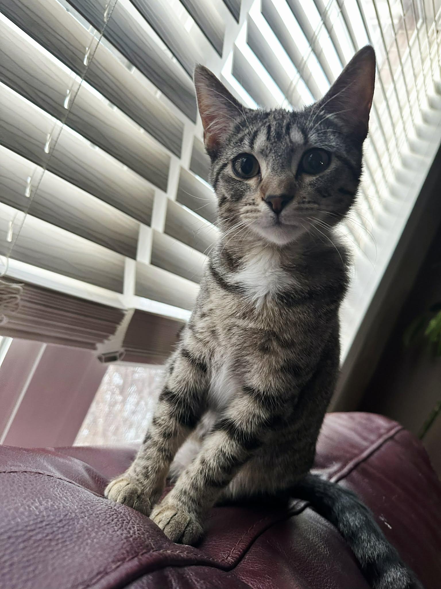 Stabby Tabby, Adoptable, Young Female Domestic Short Hair.