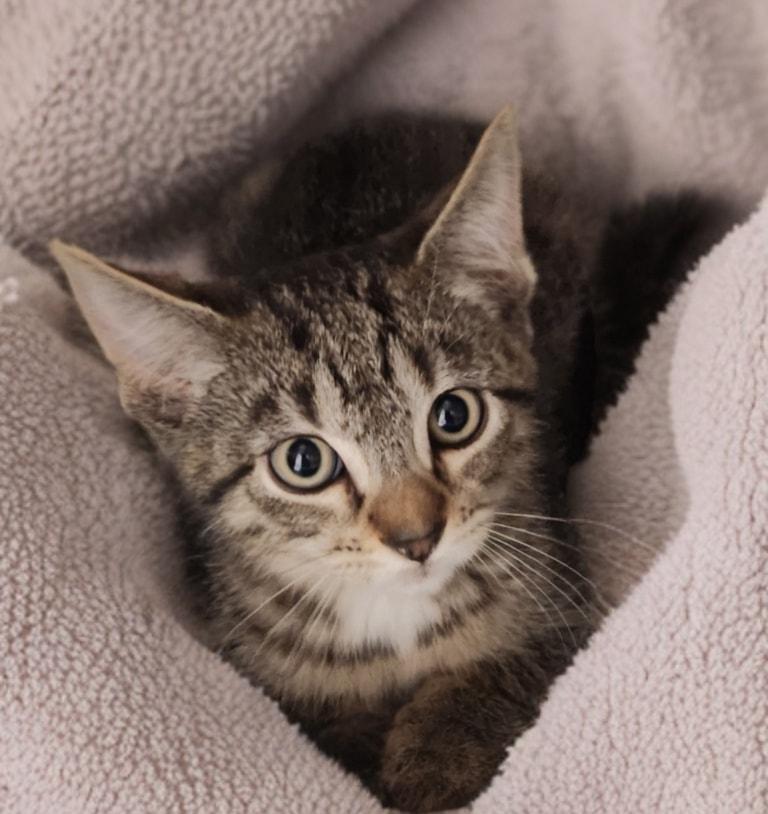 Enlarge Stabby Tabby, a Adoptable Domestic Short Hair in Merrillville, IN image 4/5