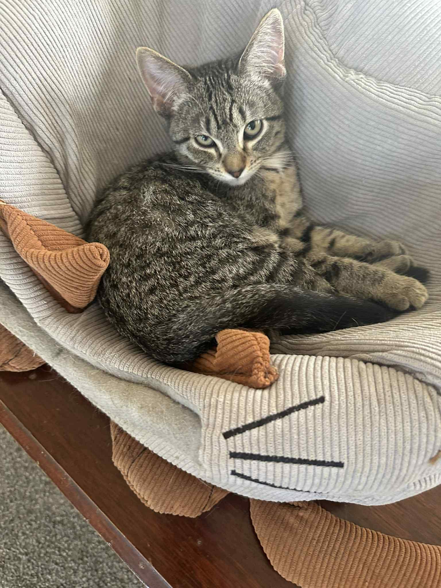 Enlarge Stabby Tabby, a Adoptable Domestic Short Hair in Merrillville, IN image 2/5