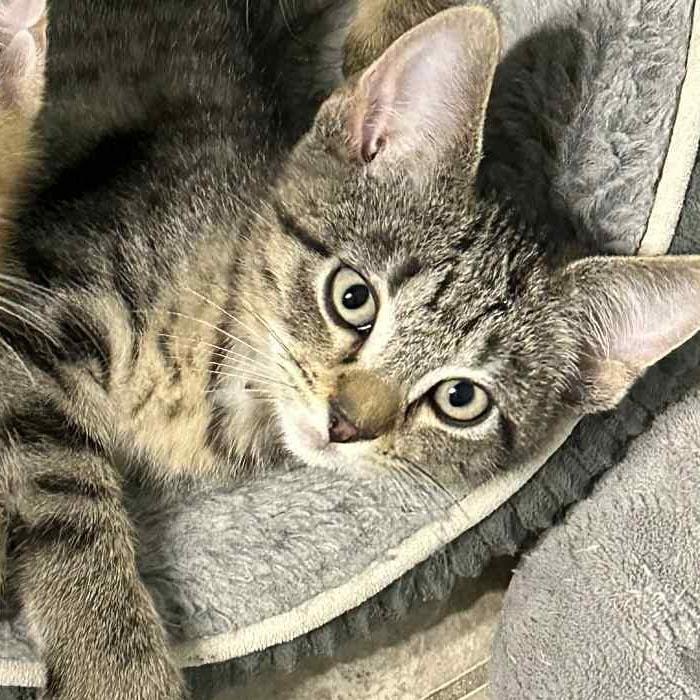 Stabby Tabby - Adoptable Pet | Petfinder | Petfinder