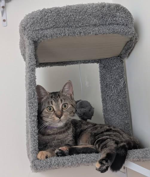 Angel, adopted, Young Female Domestic Short Hair.