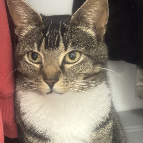 Selena, a Adoptable Domestic Short Hair in Philadelphia, PA image 1/5