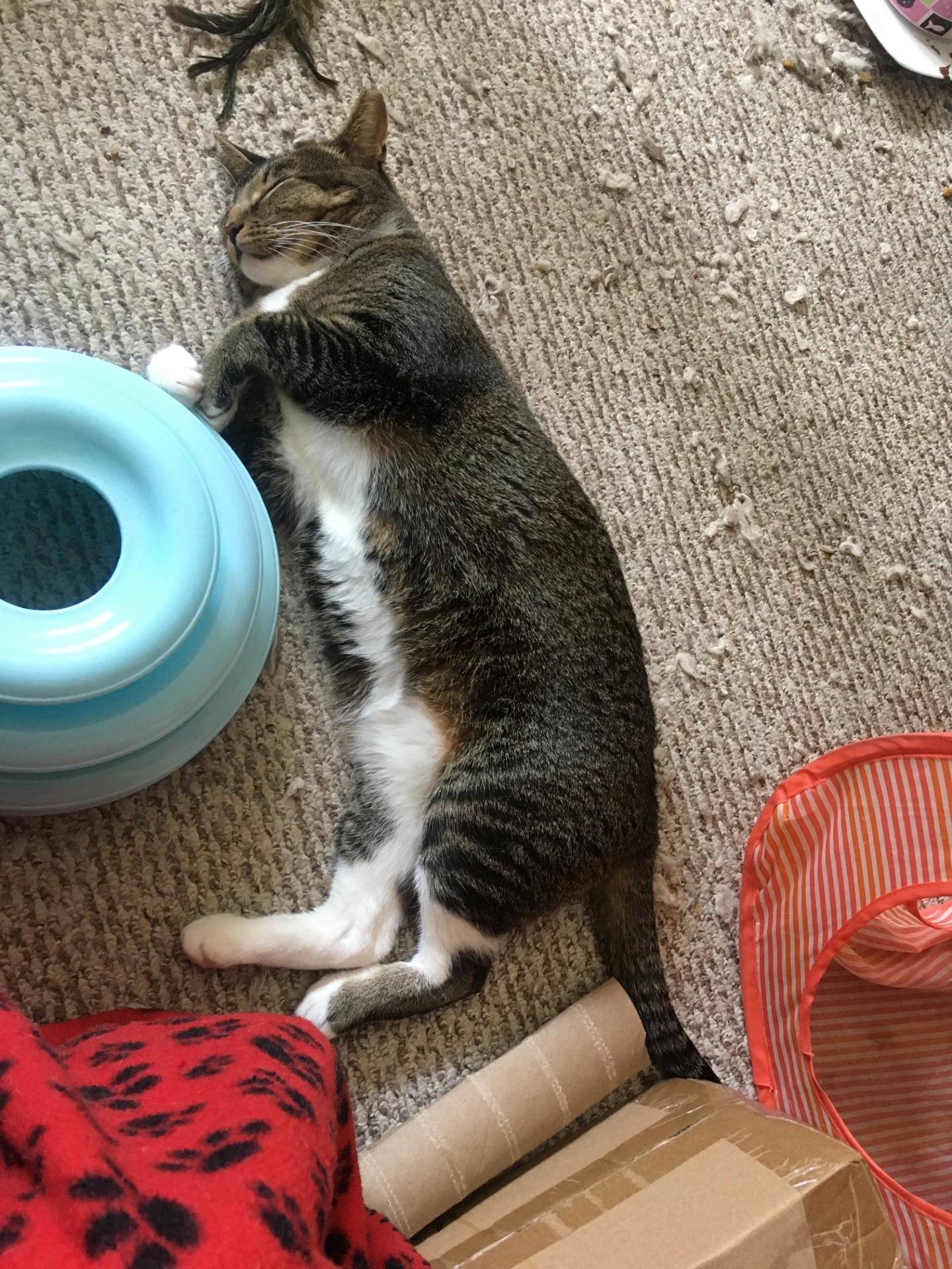 Selena, a Adoptable Domestic Short Hair in Philadelphia, PA image 2/5