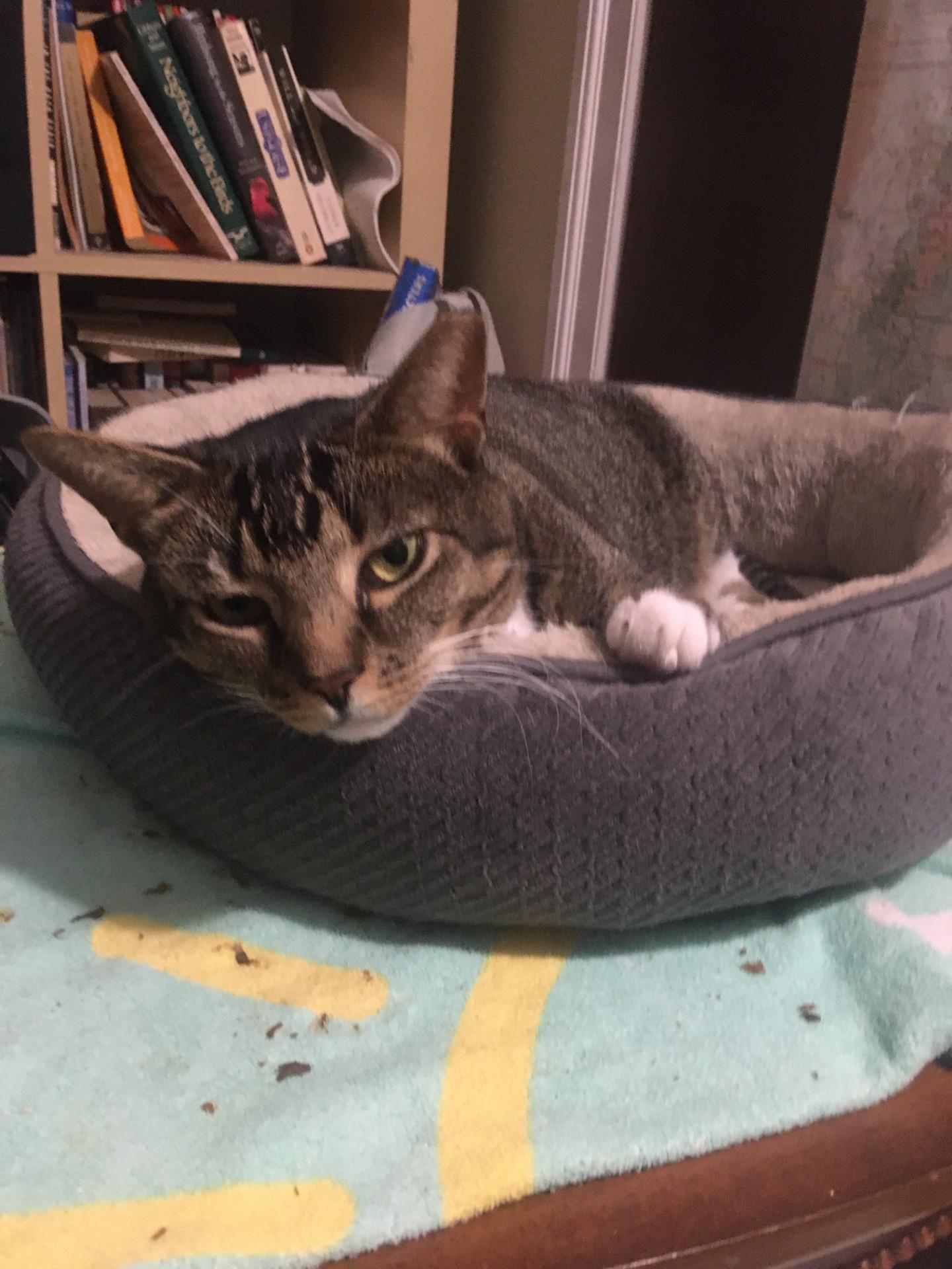 Selena, Adoptable, Adult Female Domestic Short Hair.