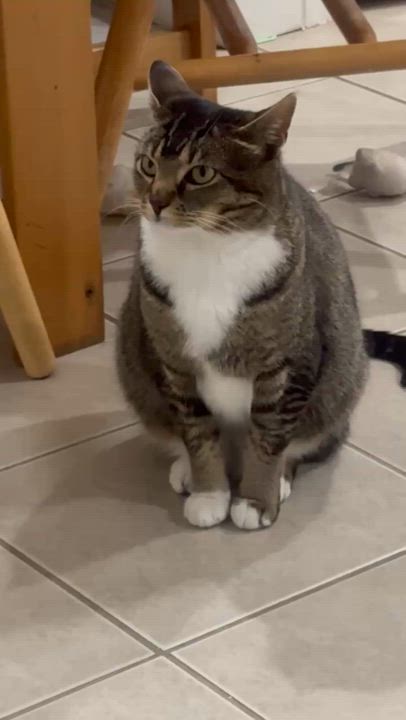 Enlarge Selena, a Adoptable Domestic Short Hair in Philadelphia, PA video 5/5