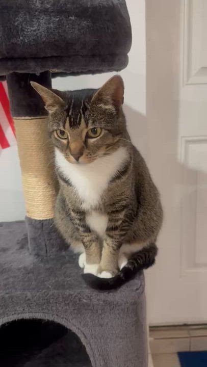 Enlarge Selena, a Adoptable Domestic Short Hair in Philadelphia, PA video 4/5