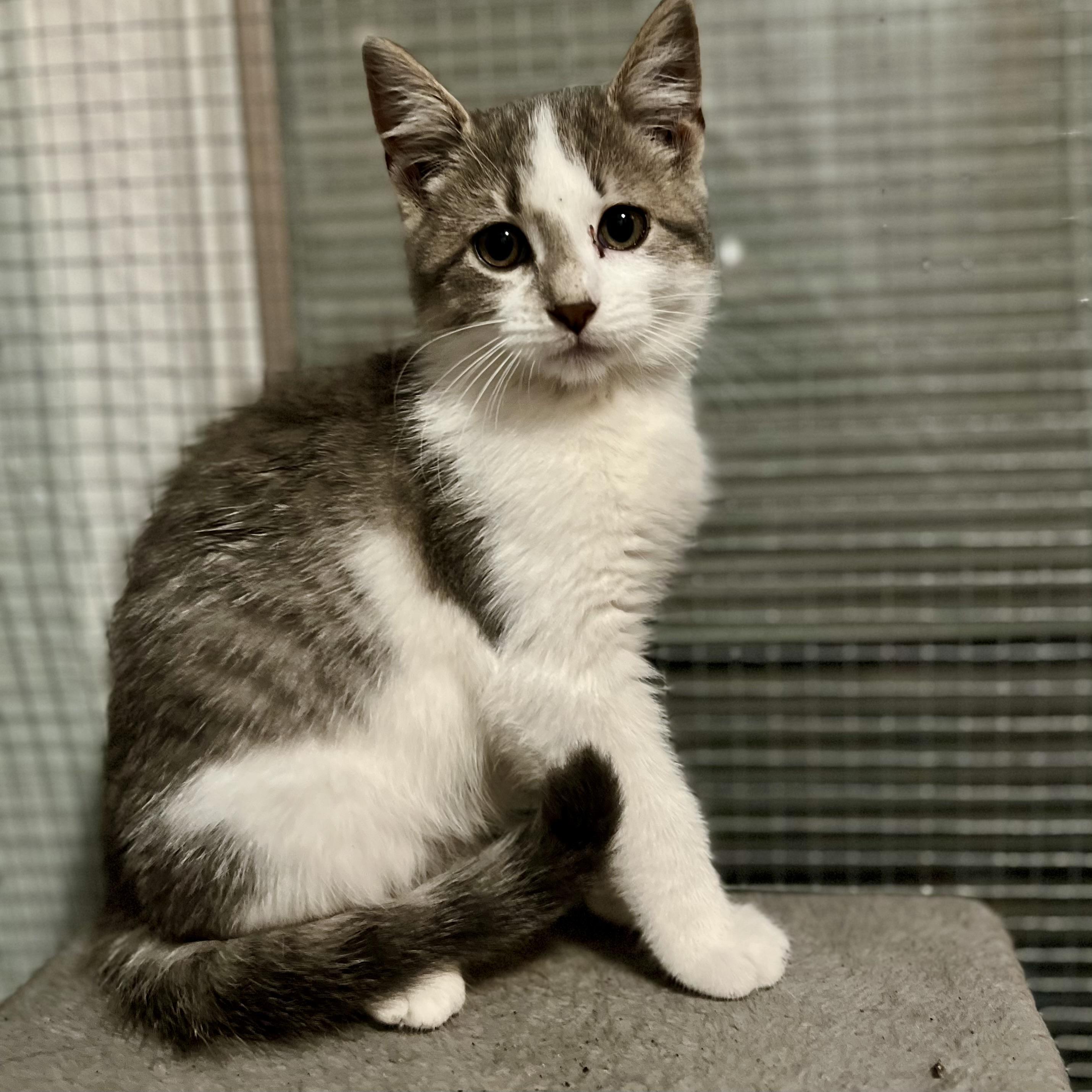 Enlarge Marshmallow - Adorable and playful kitten, a Adoptable Domestic Short Hair in Hales Corners, WI image 2/6