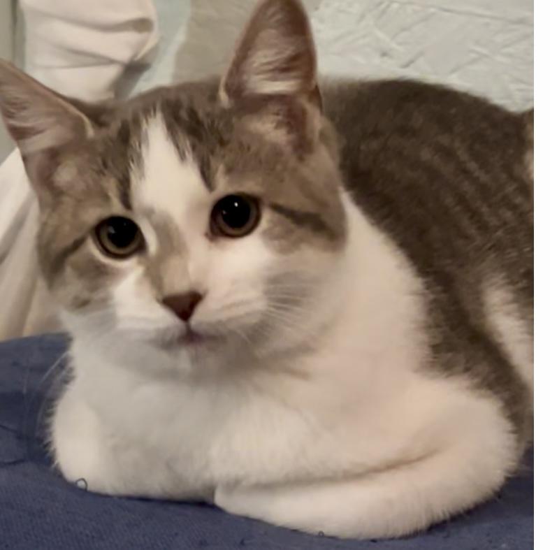 Enlarge Marshmallow - Adorable and playful kitten, a Adoptable Domestic Short Hair in Hales Corners, WI image 6/6