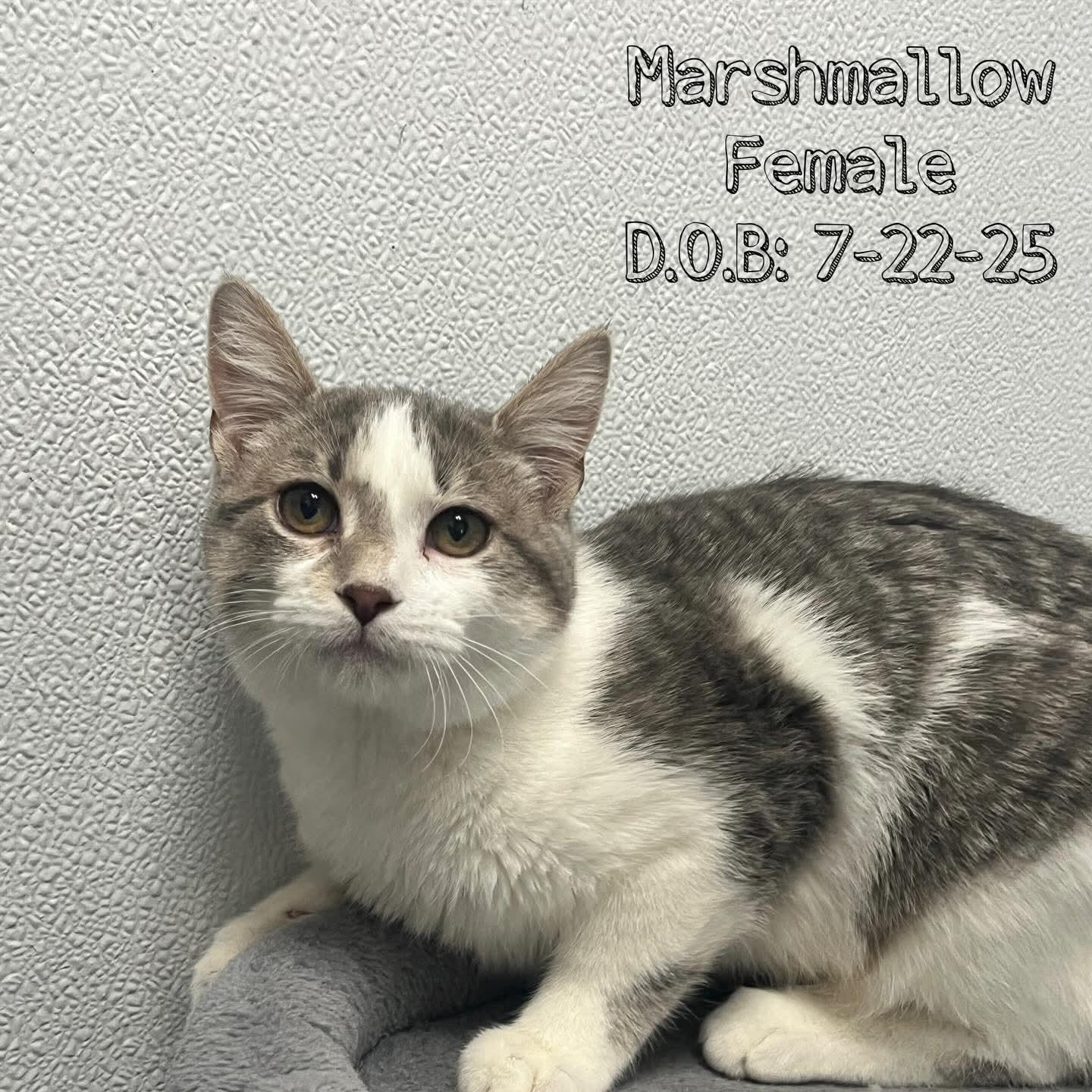 Marshmallow - Adorable and playful kitten, Adoptable, Kitten Female Domestic Short Hair.