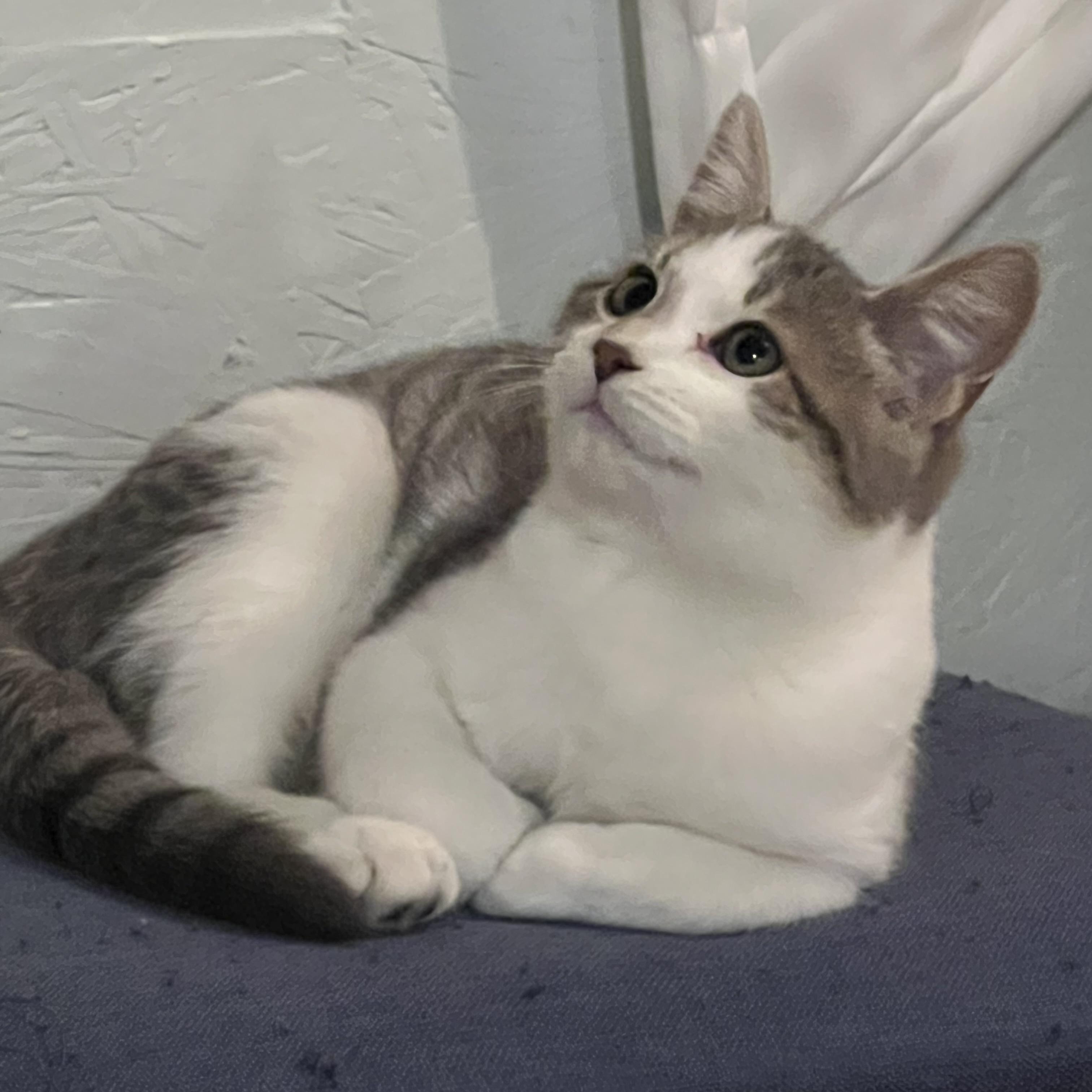 Enlarge Marshmallow - Adorable and playful kitten, a Adoptable Domestic Short Hair in Hales Corners, WI image 3/6