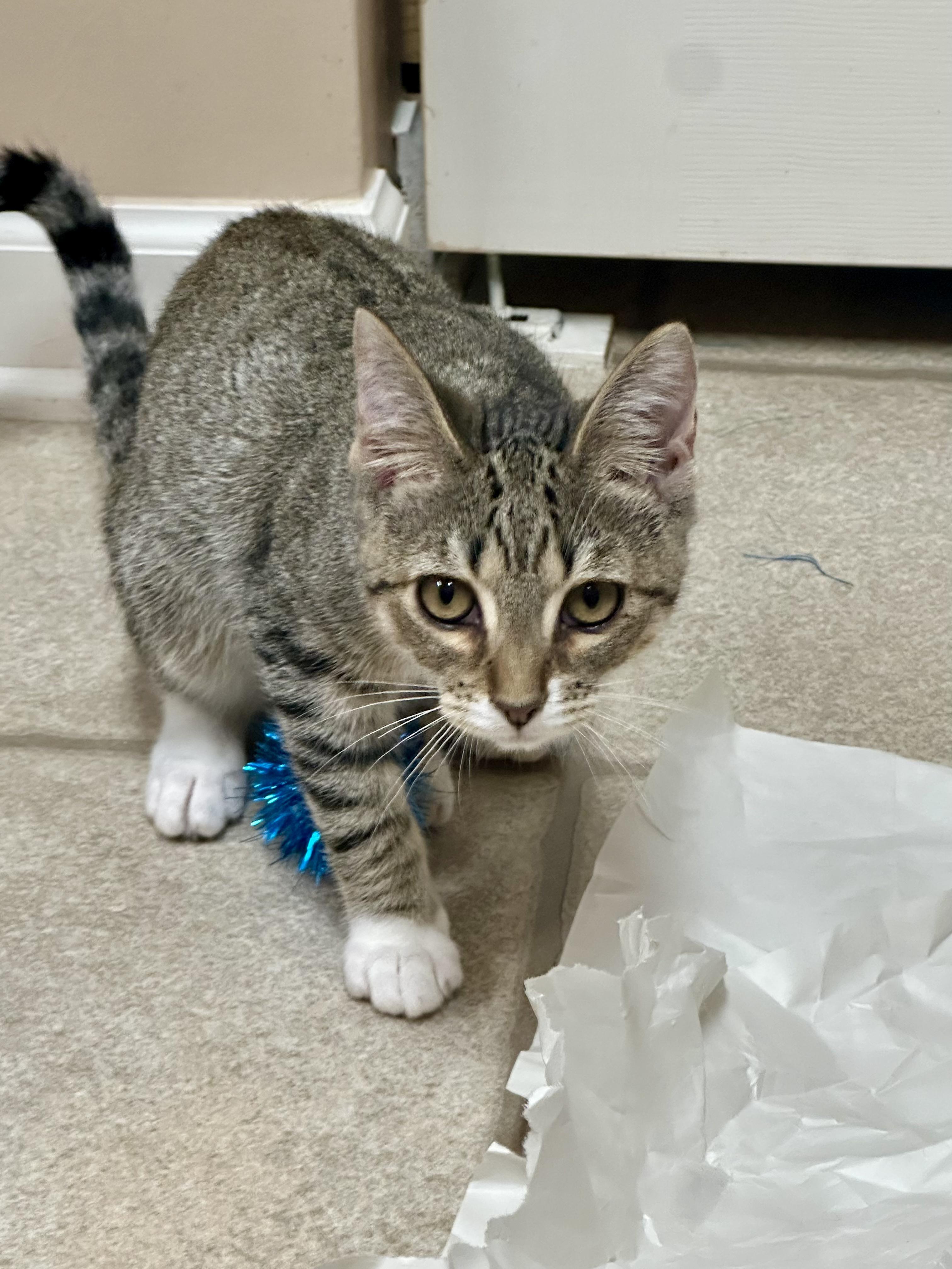 Junipurr, a ADOPTABLE Domestic Short Hair in Apex, NC image 4/6