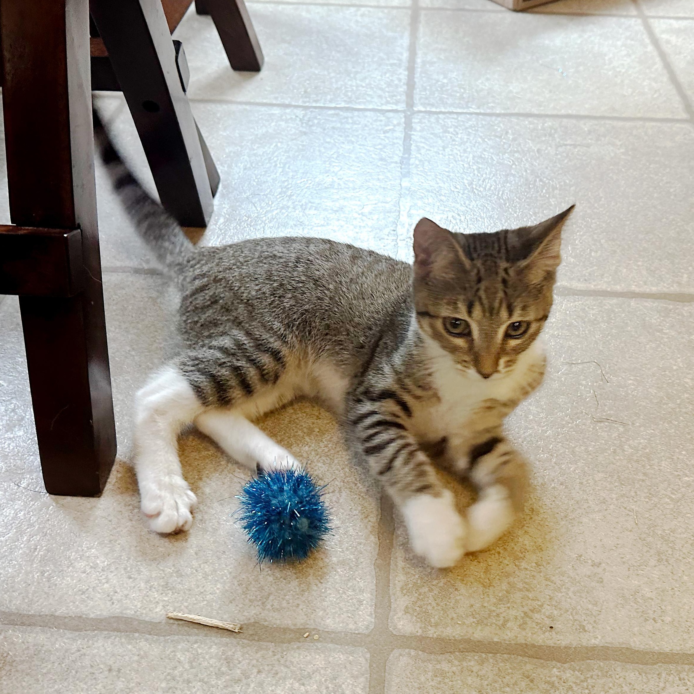 Junipurr, a ADOPTABLE Domestic Short Hair in Apex, NC image 6/6