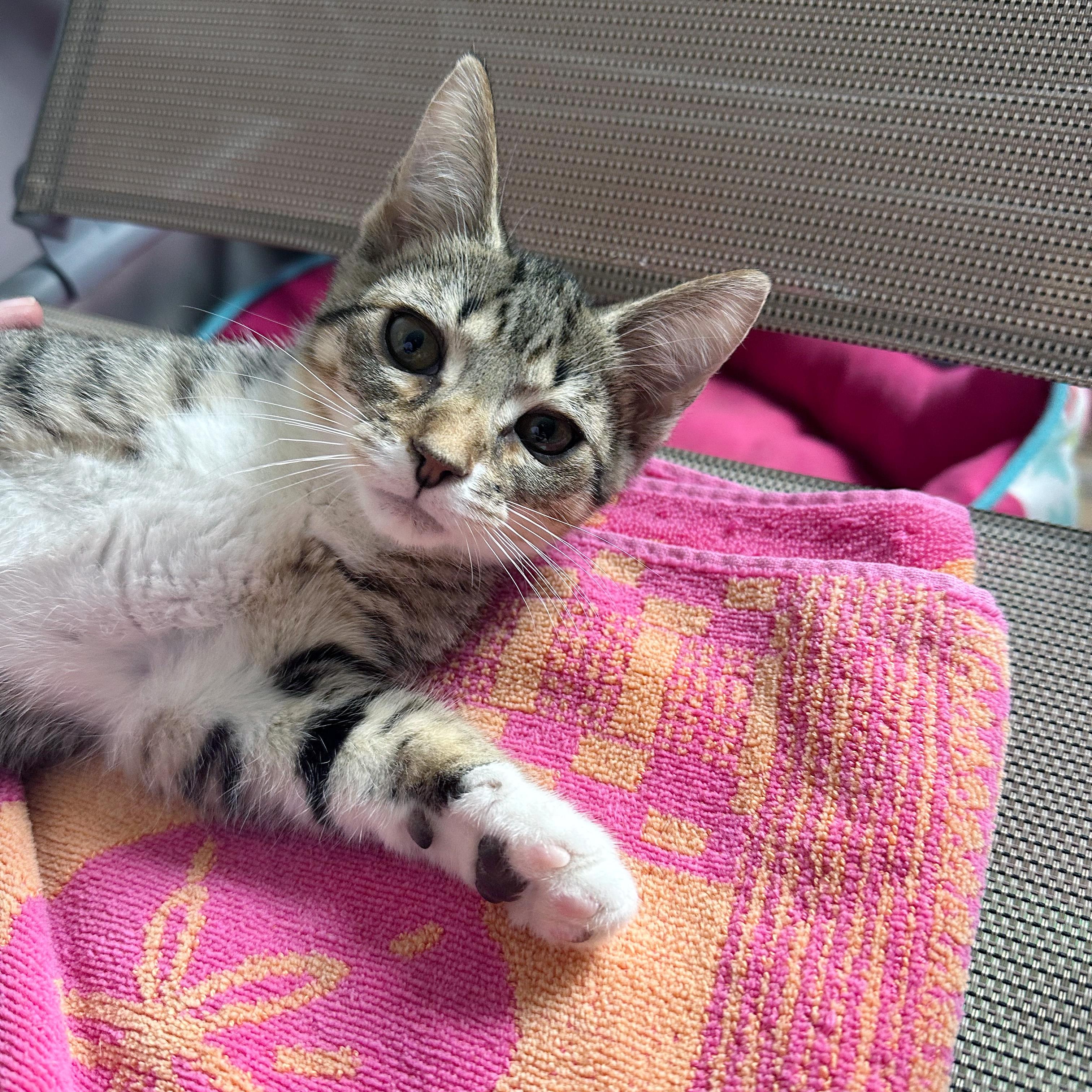 Junipurr, a ADOPTABLE Domestic Short Hair in Apex, NC image 2/6