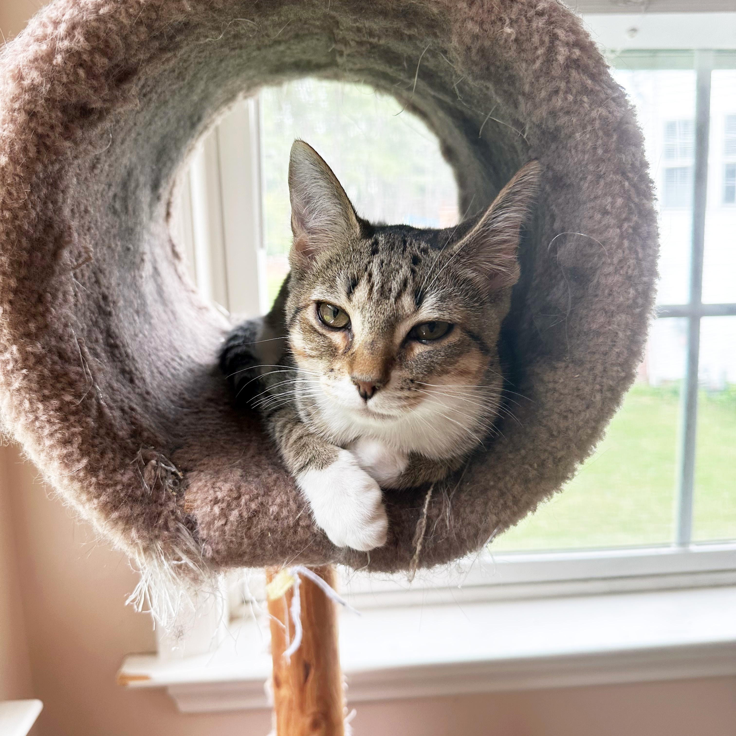 Junipurr, a ADOPTABLE Domestic Short Hair in Apex, NC image 5/6