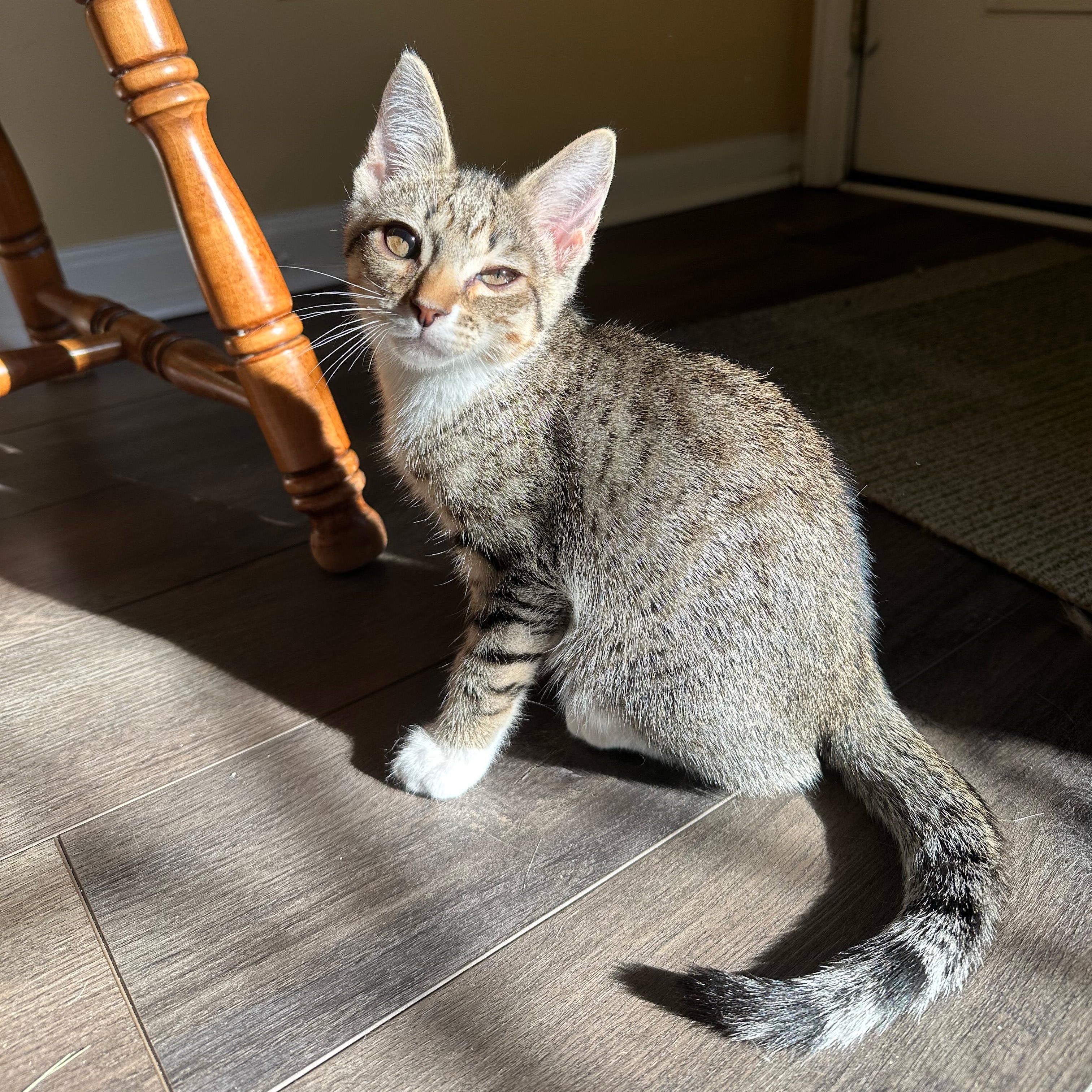 Junipurr, a ADOPTABLE Domestic Short Hair in Apex, NC image 3/6