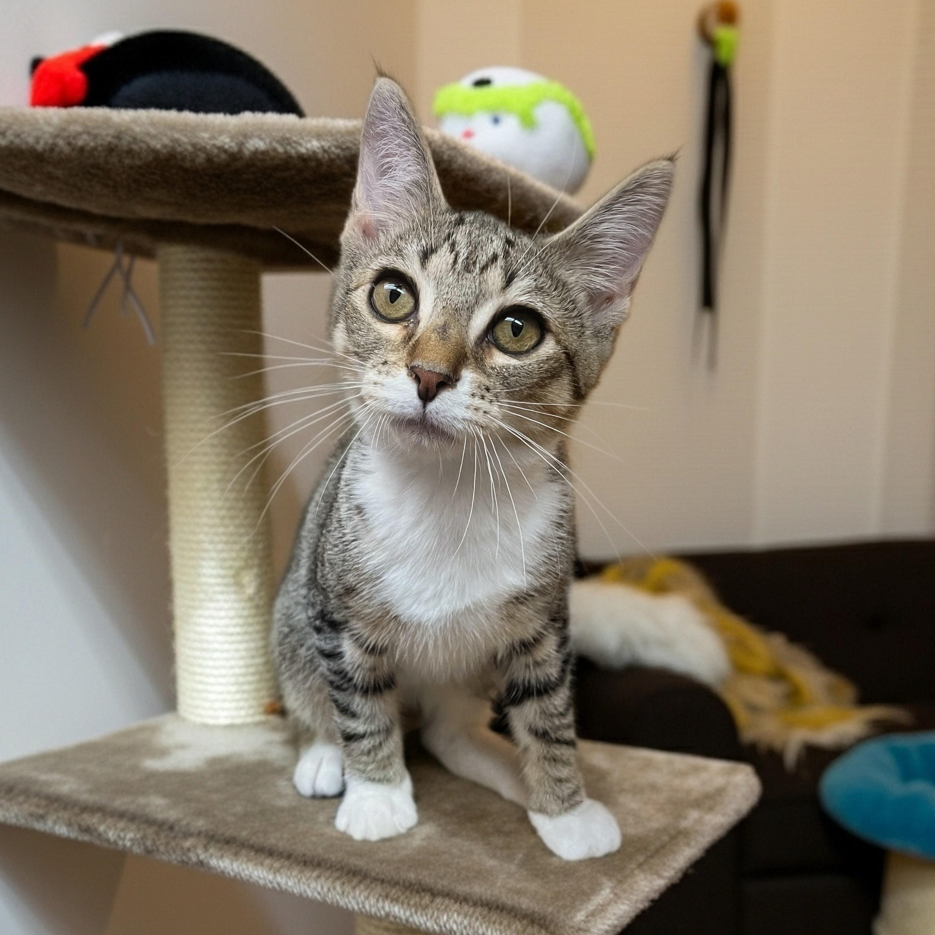 Junipurr, ADOPTABLE, Kitten Male Domestic Short Hair.