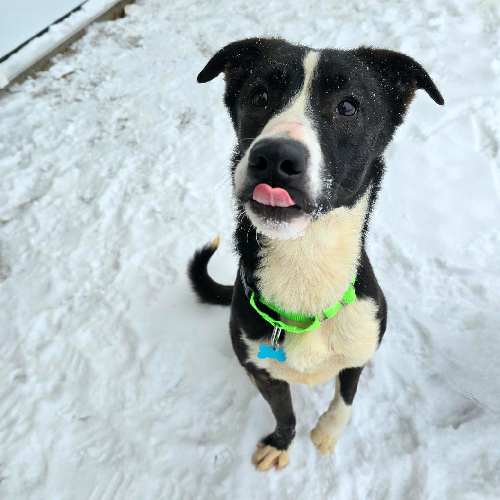 Moo, Adoptable, Adult Female German Shepherd Dog & Husky.