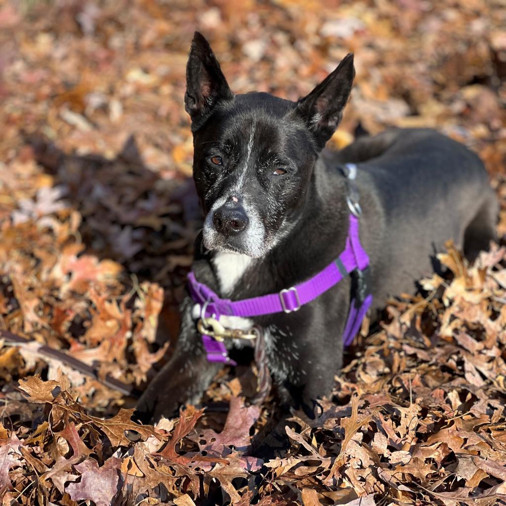 Daisy, a Adoptable mixed breed image 1/6