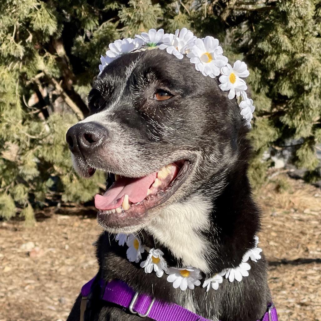 Daisy, Adoptable, Senior Female Shepherd & Pit Bull Terrier.