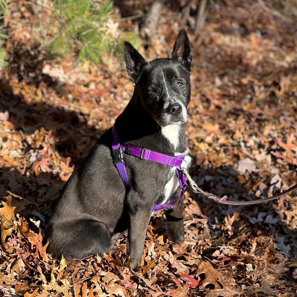 Daisy, a Adoptable mixed breed image 2/6