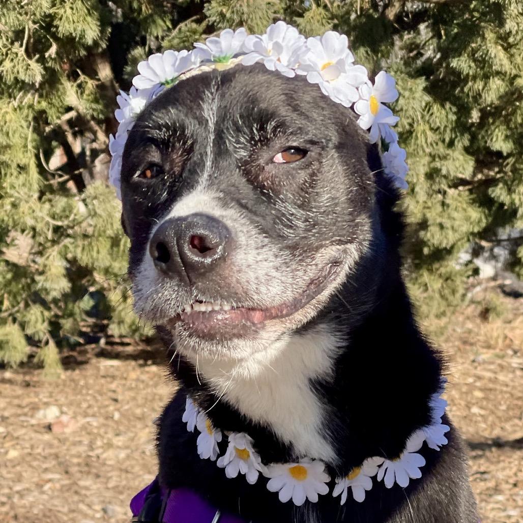 Enlarge Daisy, a Adoptable mixed breed in East Hampton, NY image 2/6