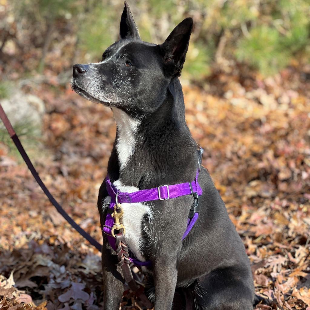 Daisy, a Adoptable mixed breed image 3/6