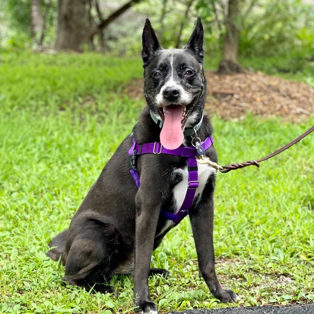 Daisy, a Adoptable mixed breed image 4/6