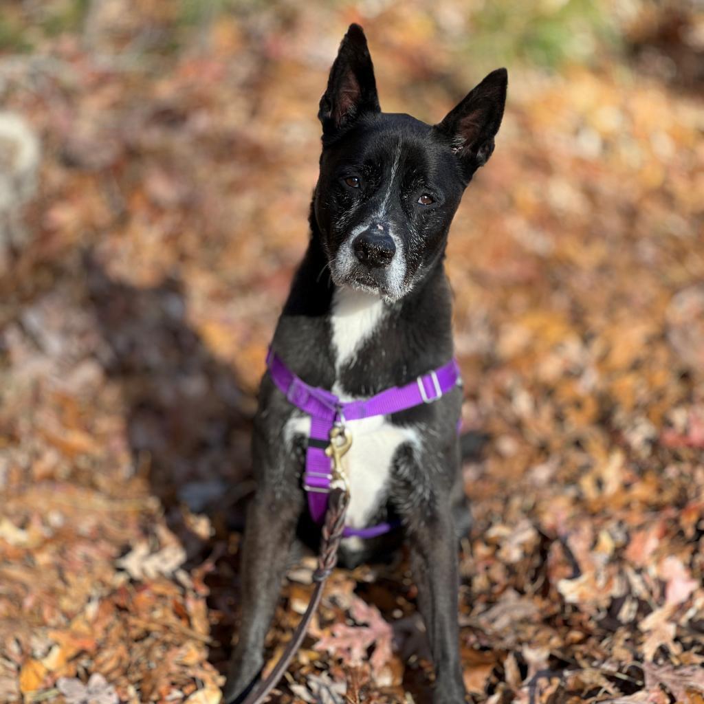 Daisy, a Adoptable mixed breed image 5/6