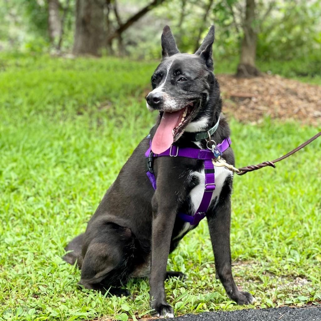 Enlarge Daisy, a Adoptable mixed breed in East Hampton, NY image 5/6
