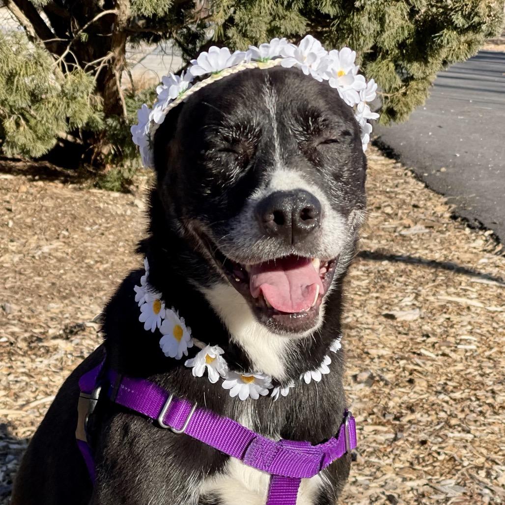 Enlarge Daisy, a Adoptable mixed breed in East Hampton, NY image 6/6