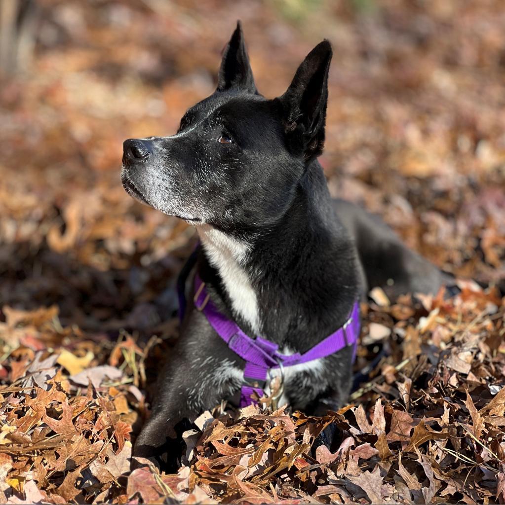 Daisy, a Adoptable mixed breed image 6/6