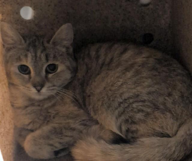 Enlarge JELLY, a Adoptable mixed breed in Anchorage, AK image 1/1