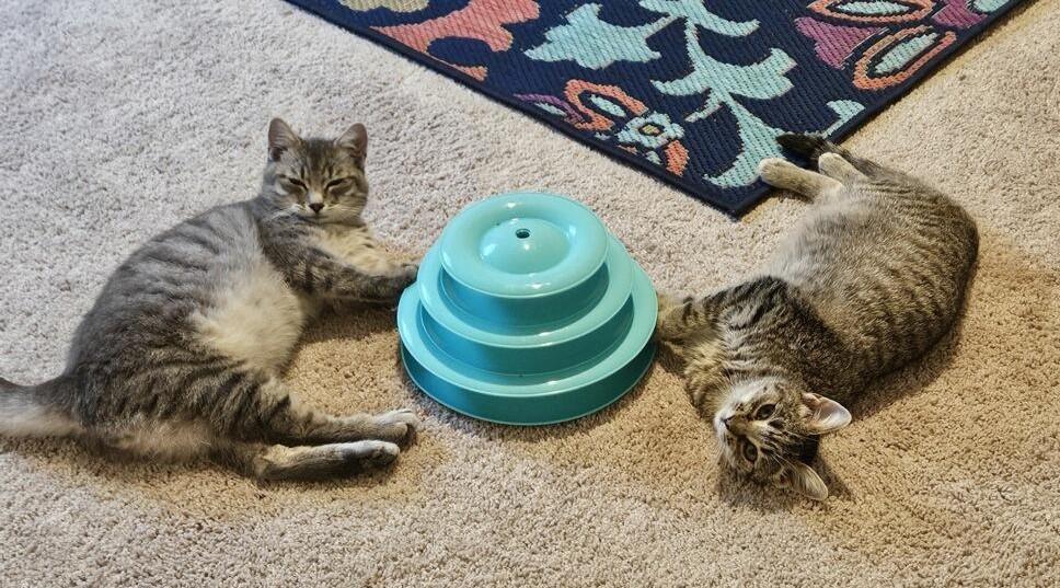 Vision, a Adoptable Domestic Short Hair in Terrell, TX image 3/4