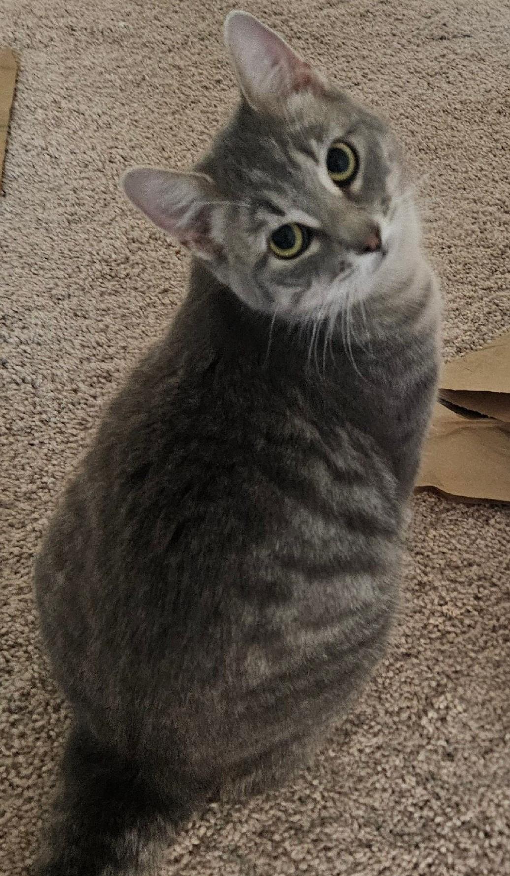 Vision, a Adoptable Domestic Short Hair in Terrell, TX image 1/4