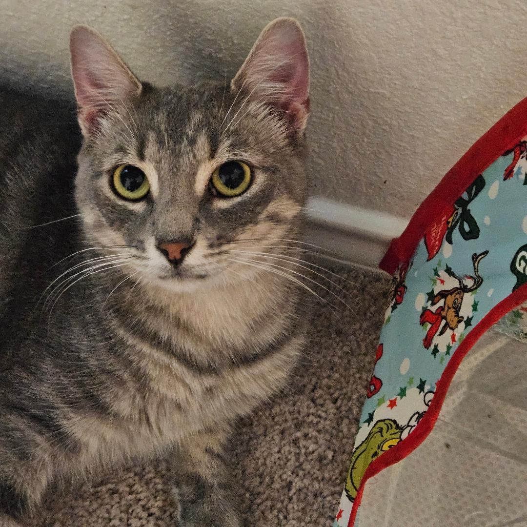 Vision, a Adoptable Domestic Short Hair in Terrell, TX image 2/4