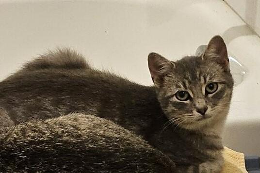 Vision, a Adoptable Domestic Short Hair in Terrell, TX image 4/4