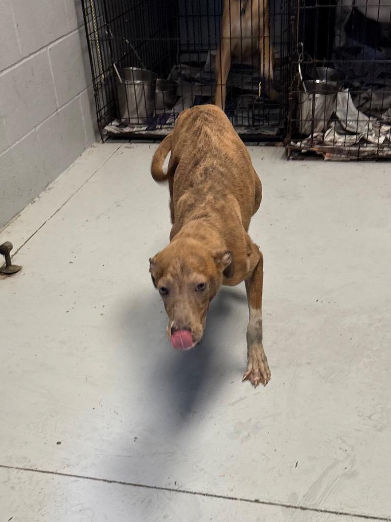 Enlarge Barney, a Adoptable Labrador Retriever in Greenwood, MS image 2/2